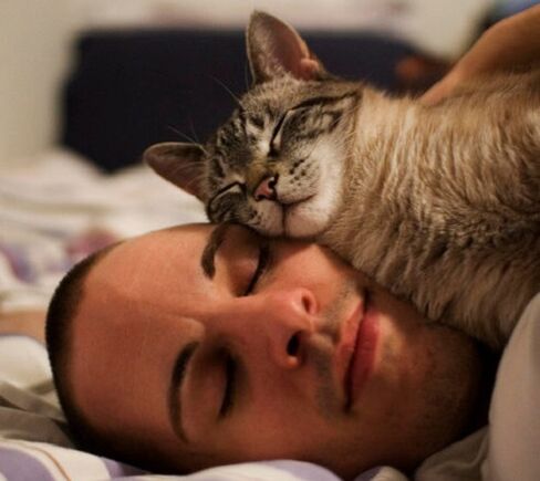 dormir com um gato como causa de infestação de parasitas