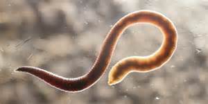 tipos de worms