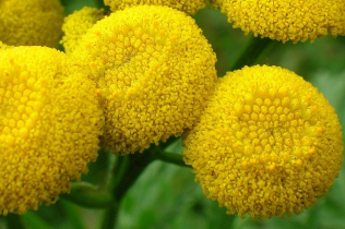 Flores tansy